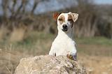 JACK RUSSEL 006